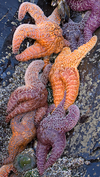 Purple and orange starfish on a rock