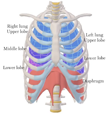 Ribs and lung lobes